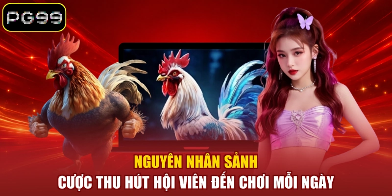 Nguyên nhân sảnh cược thu hút hội viên đến chơi mỗi ngày